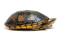 Kinosternon leucostomum postinguinale Nicaragua adult male